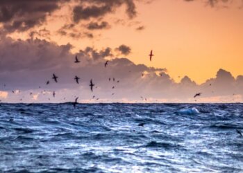 Image 2 Shearwaters At Sunset Orig 780x439[1]