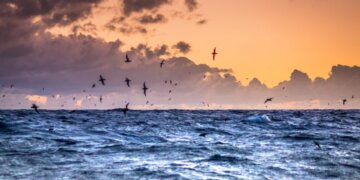 Image 2 Shearwaters At Sunset Orig 780x439[1]