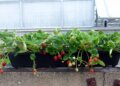 Tabletop Strawberries 780x439[1]