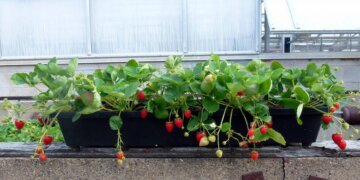 Tabletop Strawberries 780x439[1]